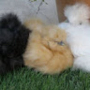 Meet your Posher, Melissa